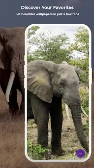 Elephant Wallpapers HD & 4K screenshot