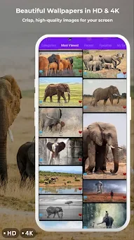 Elephant Wallpapers HD & 4K screenshot