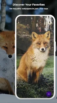 Fox Wallpapers HD & 4K screenshot