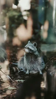 Raccoon Wallpapers screenshot