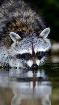 Raccoon Wallpapers screenshot