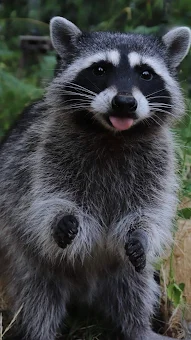 Raccoon Wallpapers screenshot