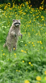 Raccoon Wallpapers screenshot