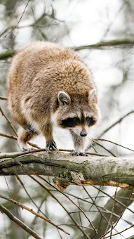 Raccoon Wallpapers screenshot