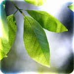 Under Leaves 1.1.5