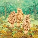 Morels 1.10.03