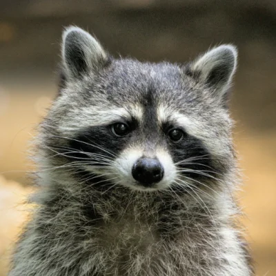 Raccoon Wallpapers