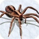 Симулятор пауков 2018 v1.0