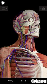Anatomy Learning - 3D анатомический атлас 2.1.419