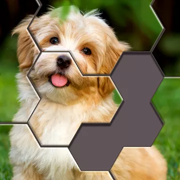 Hexa Jigsaw Puzzle ™