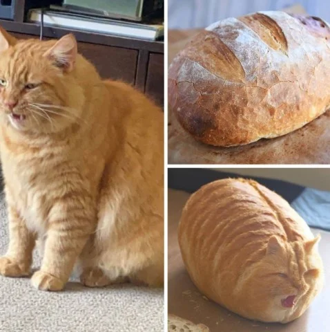 Midjourney з новим оновленням я отримав смішну функцію 