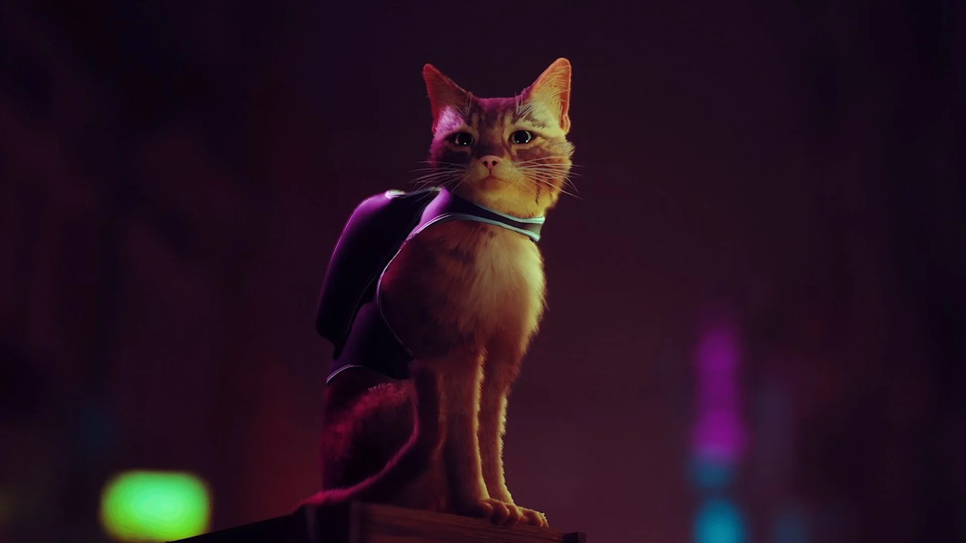 Stray - симулятор життя кішок у світі кіберпанку  