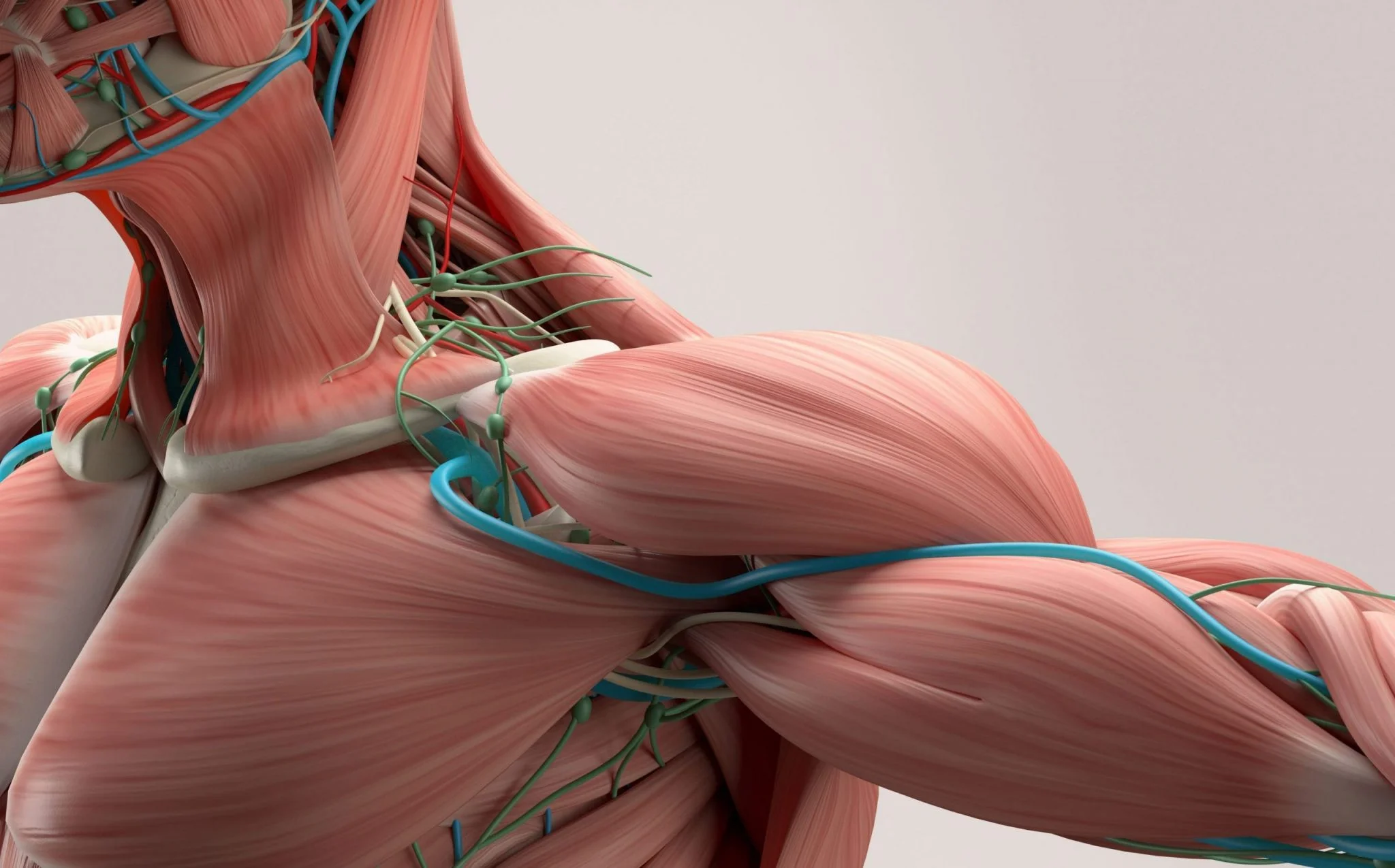 Винайдений м'язовий привід, здатний підняти вагу в сотні разів більше власних 