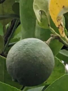 Samsung Galaxy S23 Ultra vs Google Pixel 7 Pro: Хто має кращу камеру?