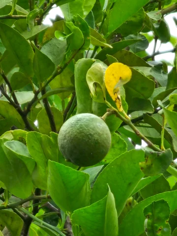 Samsung Galaxy S23 Ultra vs Google Pixel 7 Pro: Хто має кращу камеру?